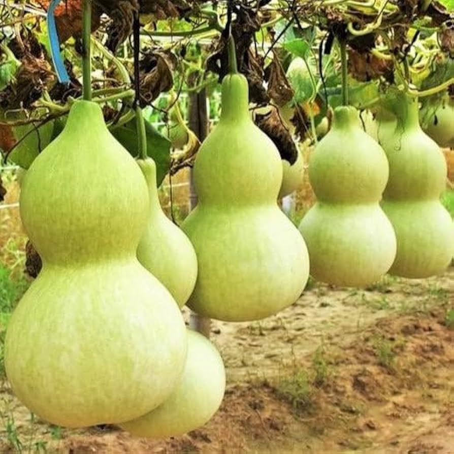 Bottle - Gourd for planting in home garden